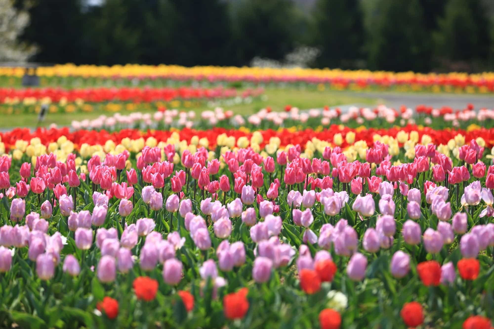 🌳 국영 비호쿠 언덕 공원(고쿠에이 비호쿠 규료코엔) 이미지 4